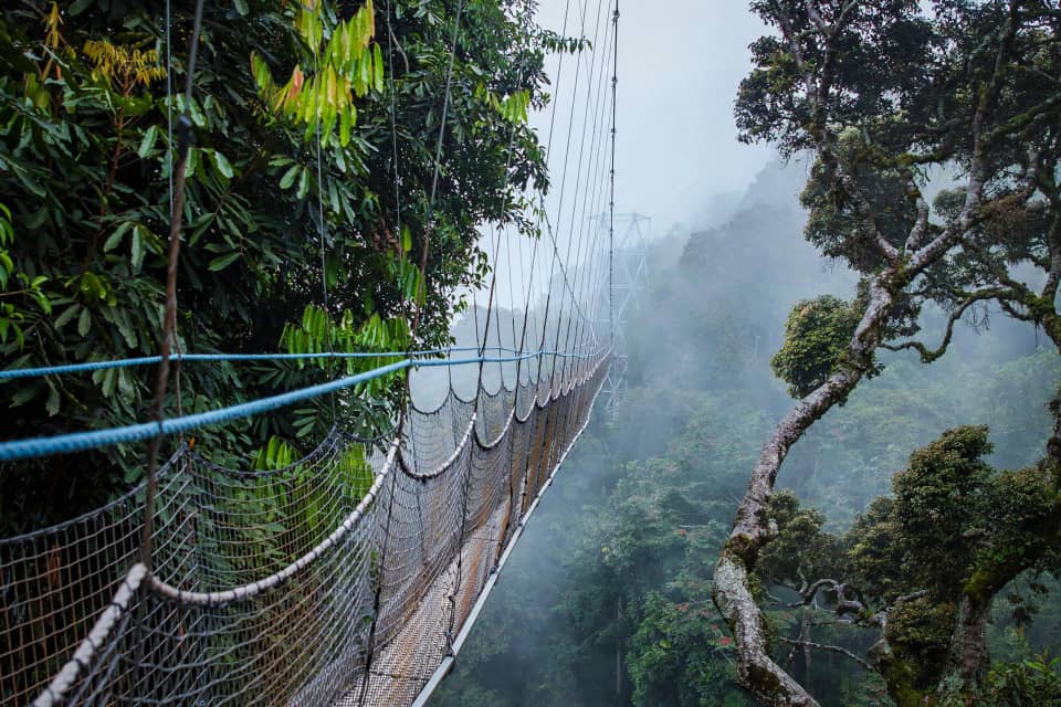 Nyungwe National Park